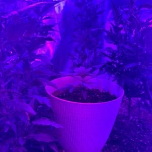 Meet your Posher, Steven